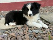 Szczeniaki Border collie oddam za darmo