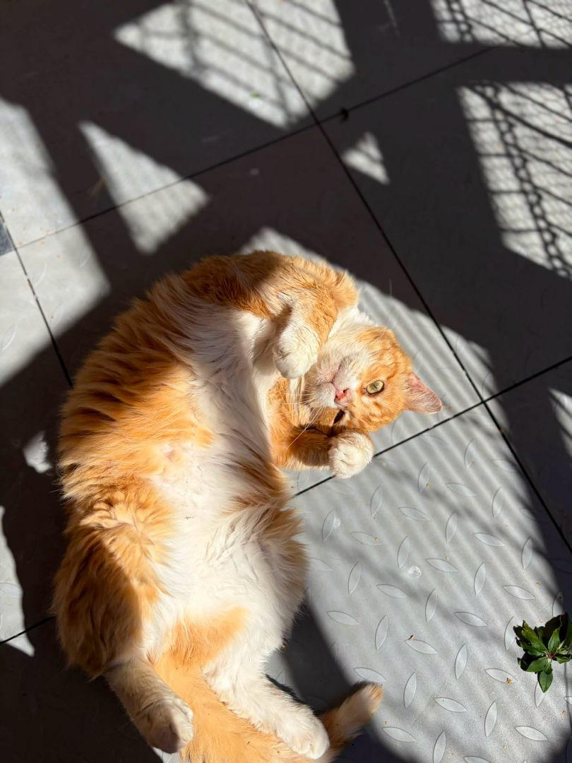 Garfield - mądry, ułożony kotek szuka domu!  - Zdjęcie 1