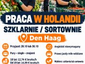 Praca w Holandii – szklarnie i sortownie – dla par i singli
