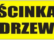 WYCINKA PRZYCINKA DRZEW KRAKÓW WIELICZKA SKOTNIKI SKAŁA ZIELONKI CAŁA MALOPOLSKA