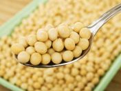 Ukraina.Soja warzywna,nasiona suche 1,4 zl/kg,olej,makuch,maczka