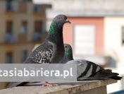 Siatka przeciw ptakom, siatka na balkon przeciw gołębiom. Siatka ochronna.