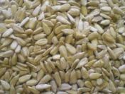 Ukraina. Slonecznik 1,7 zl/kg konfekcyjny od producenta rozm.36, 38~2 zl/kg